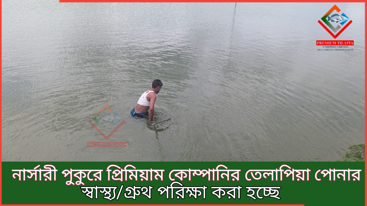 লাভজনক মৎস্য চাষের জন্য ছোট পোনা নার্সারি করা কেন এত জরুরি।